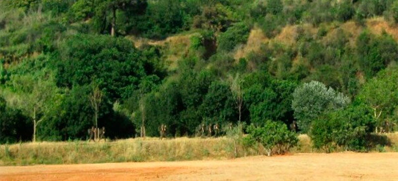 Foto portada: l'exèrcit pel parc fluvial del riu Ripoll. Autor: @joanberlanga via Twitter. 
