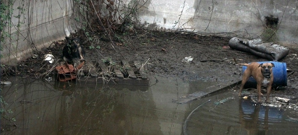 Foto portada: els gossos, a la nau. Autor: @PoliciaSabadell via Twitter. 