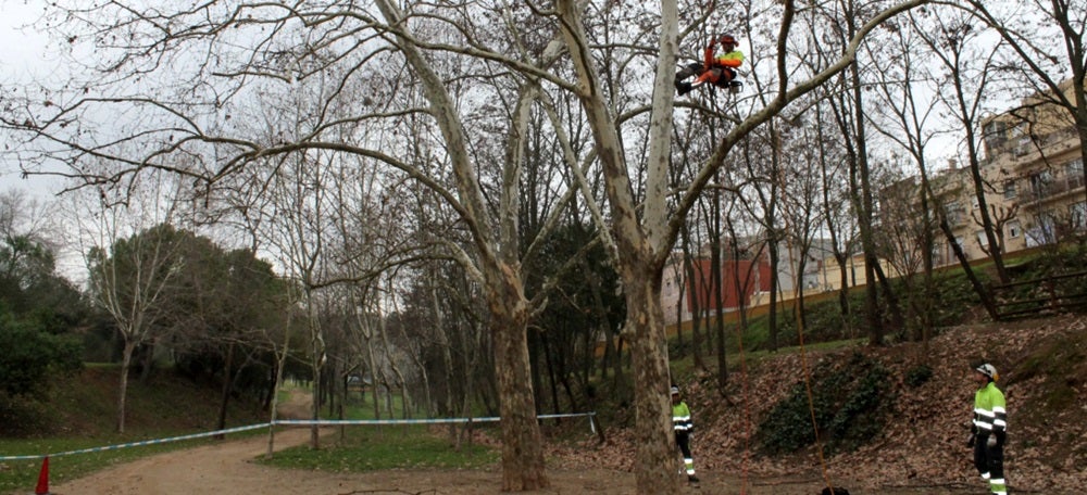 Poda d'arbres a la font de Can Rull. Autor: Ajuntament / cedida.
