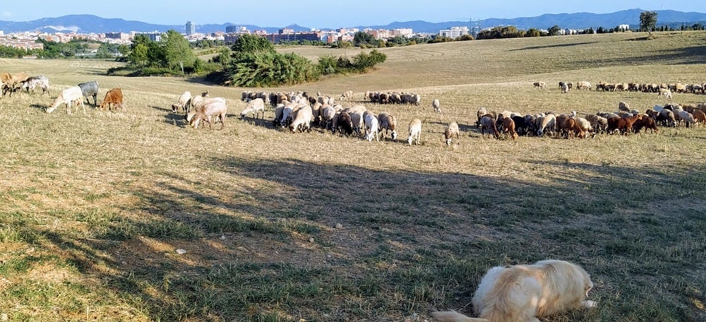 Animals de pastura pels camps i boscos del nord de Sabadell, prop d'on es projectaria la B-40 i l'enllaç amb la Ronda Oest-Nord, el passat mes d'agost. Autor: J.d.A. 