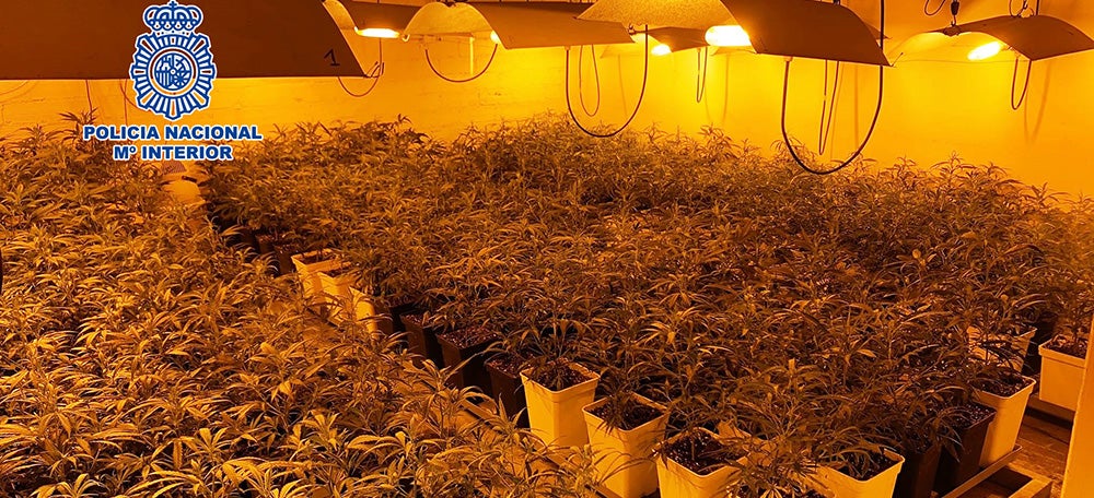 Gran pla general d'una plantació de marihuana desmantellada per la policia espanyola a Terrassa. Imatge publicada el 17 de febrer del 2021 (horitzontal)