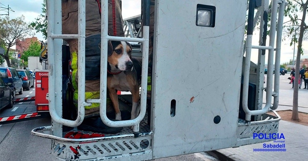 Gos Policia Municipal