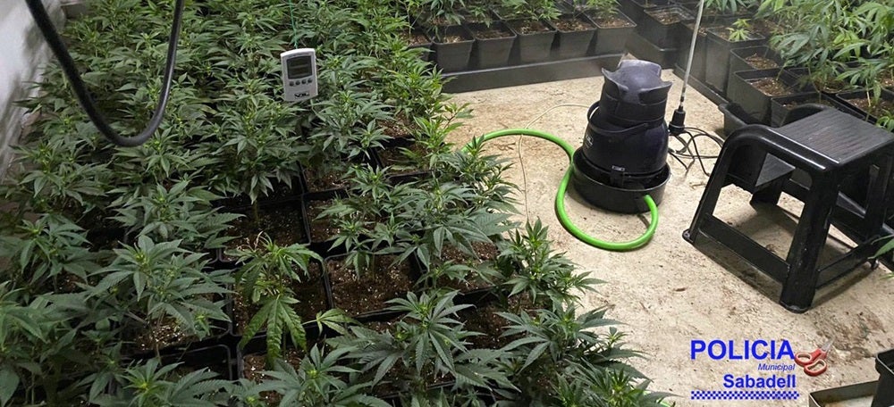 Foto portada: les plantes de marihuana decomissades aquest dimarts. Autor: Policia Sabadell via Twitter. 