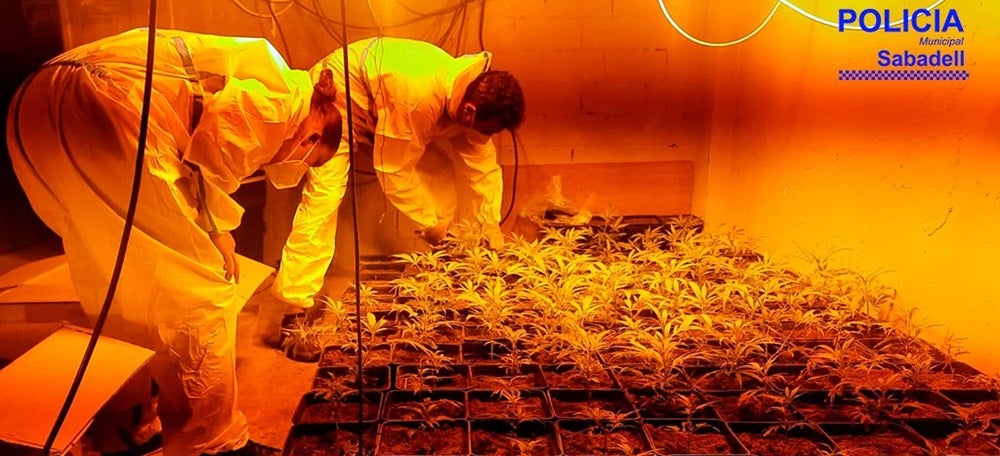 Foto portada: agents de la Policia Municipal, amb les plantes. Autor: @policiasabadell via Twitter.