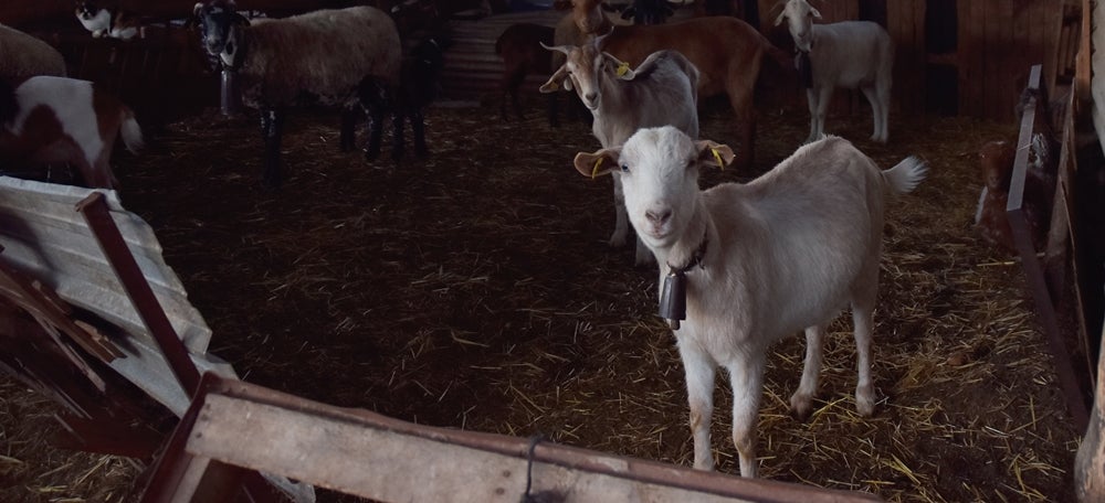 Cobert de cabres a Can Domènec. Mas d'en José García. Autor: David Chao.