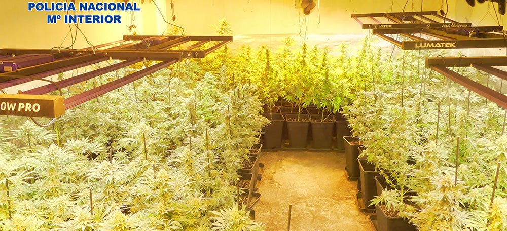 Pla general de la plantació de marihuana muntada en un local comercial de Sabadell.
