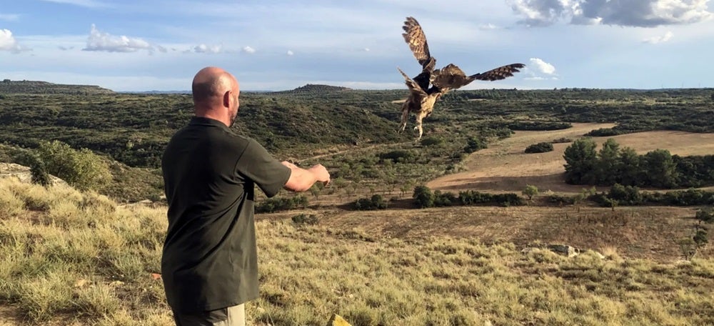 Foto portada: alliberament d'un duc a Mas de Melons | Imatge cedida per Birding Natura
Catalunya
El seguiment del duc, un programa essencial per contribuir a preservar-lo
Endesa, de la mà de Birding Natura, controlarà els moviments de dotze d'aquests rapinyaires per trobar la millor manera d'ajudar-los.