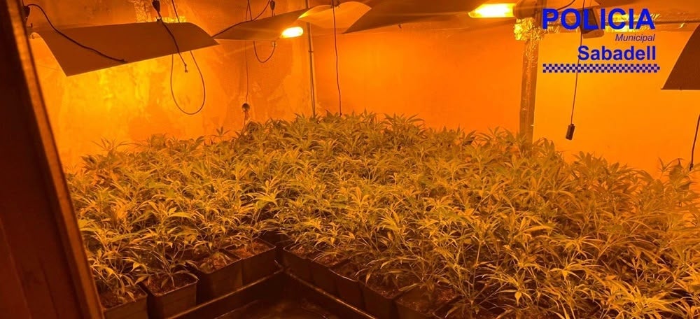 Foto portada: el decomís, aquest dimecres. Autor: @policiasabadell. 