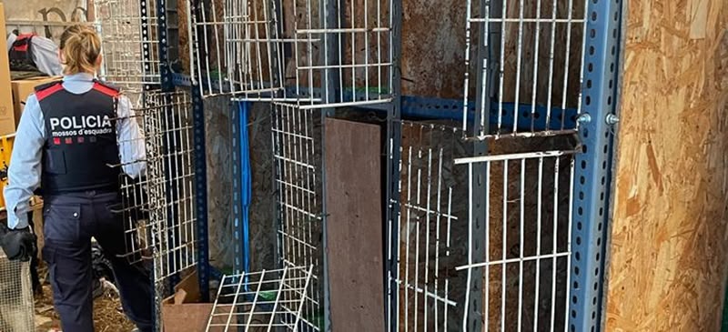 Les gàbies on tenien els galls. Autor: Mossos. 