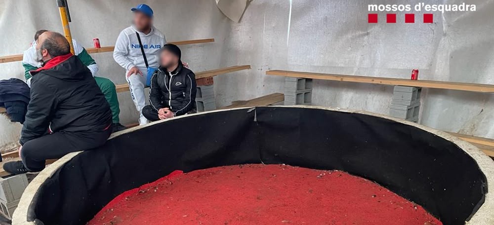 Foto portada: l'espai on es feien les baralles de galls, amb les grades de fons. Autor: Mossos. 