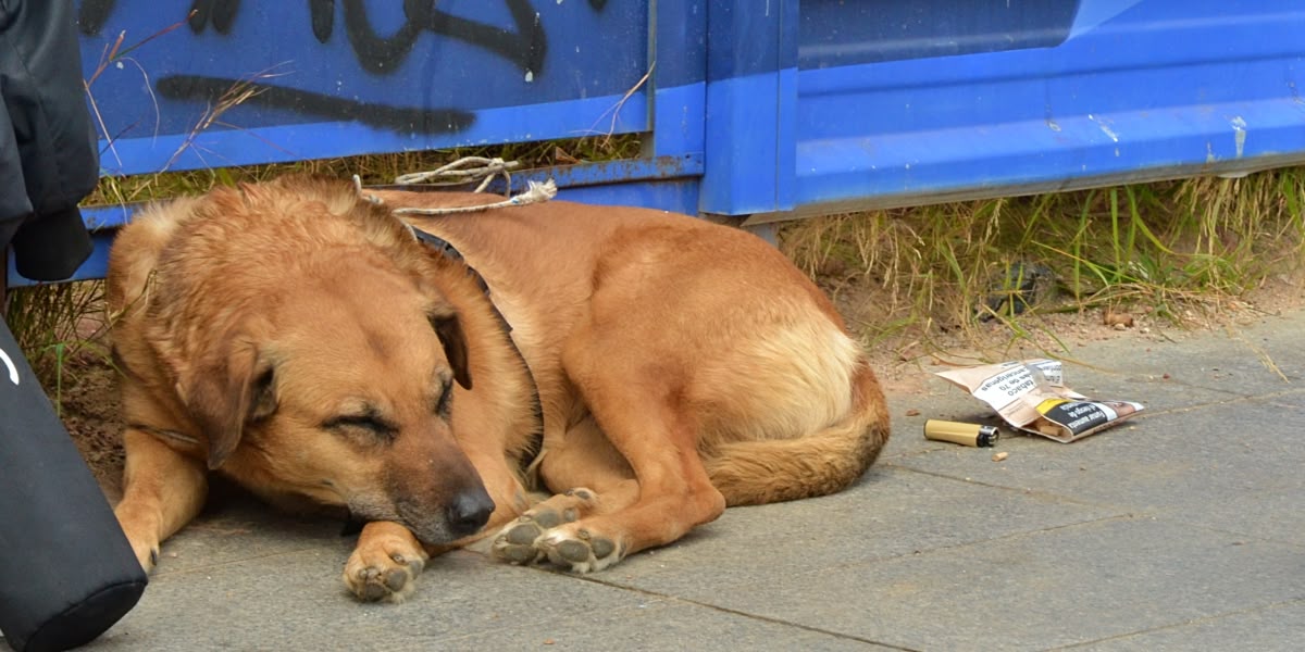 Foto portada: la gossa de 'Valiente' mentre el músic actua. Autor: Sara C.M.