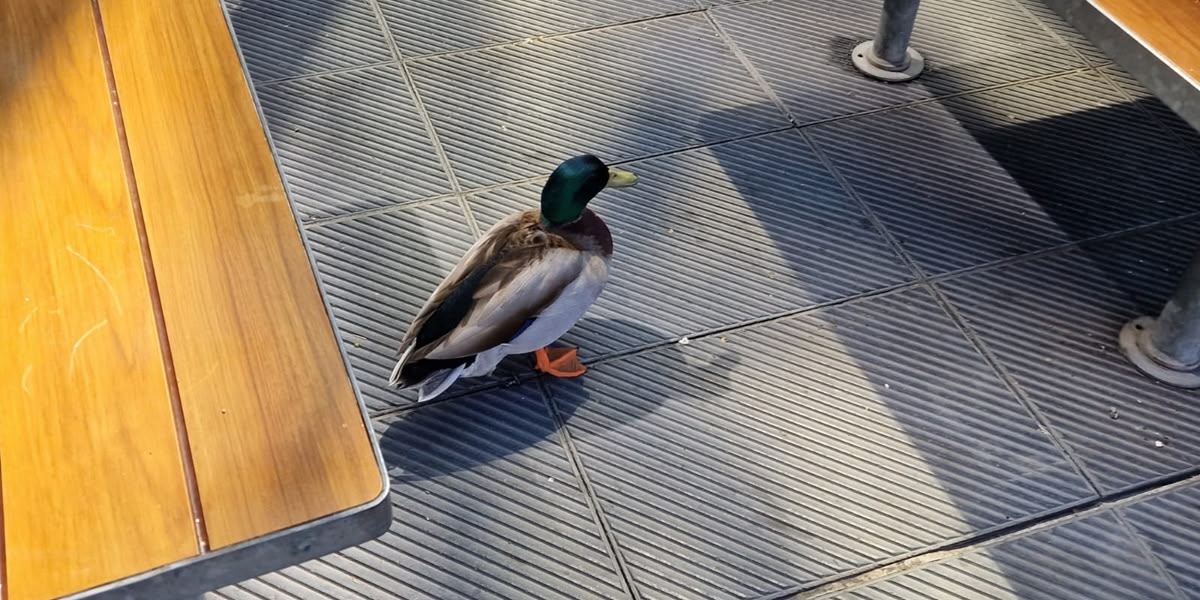 Foto portada: un ànec, en un dels bancs del McDonald's de l'Eix Macià. Autor: cedida.