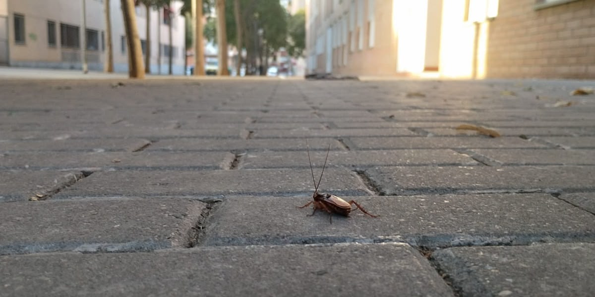 Una panerola, en un carrer de Sabadell, el 31 de juliol de 2024. Autor: J.d.A.