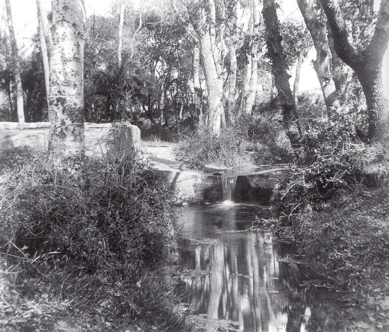 El Bosc de Can Feu .