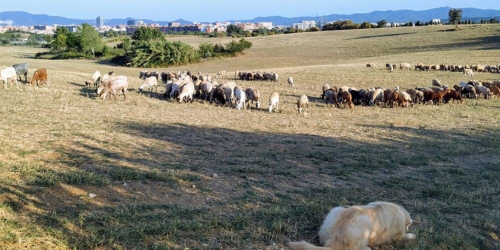 Animals de pastura pels camps i boscos del nord de Sabadell, prop d'on es projectaria la B-40 i l'enllaç amb la Ronda Oest-Nord, el passat mes d'agost. Autor: J.d.A. 