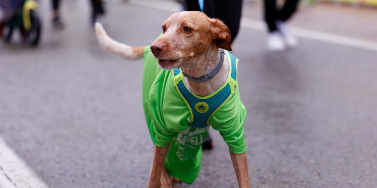 Corro contra el càncer 2025. Autor: David Jiménez.