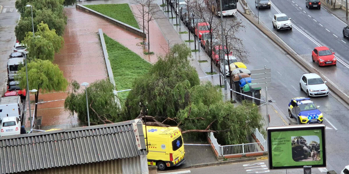 L'arbre caigut a Covadonga. Autor: A.L / cedida.