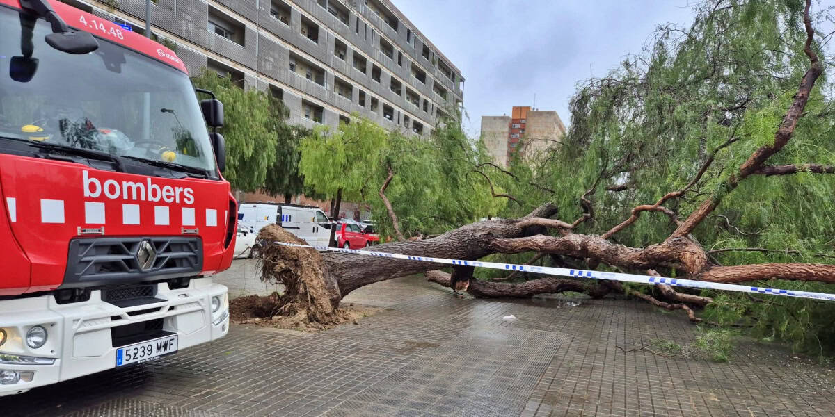 L'arbre caigut a Covadonga. Autor: A.L / cedida.