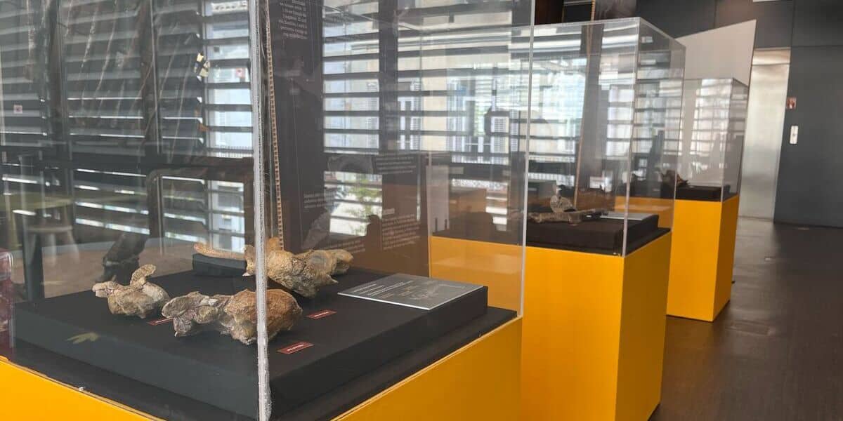 Nova exposició al Museu de l'Institut Català de Paleontologia. Foto: Jordi M.