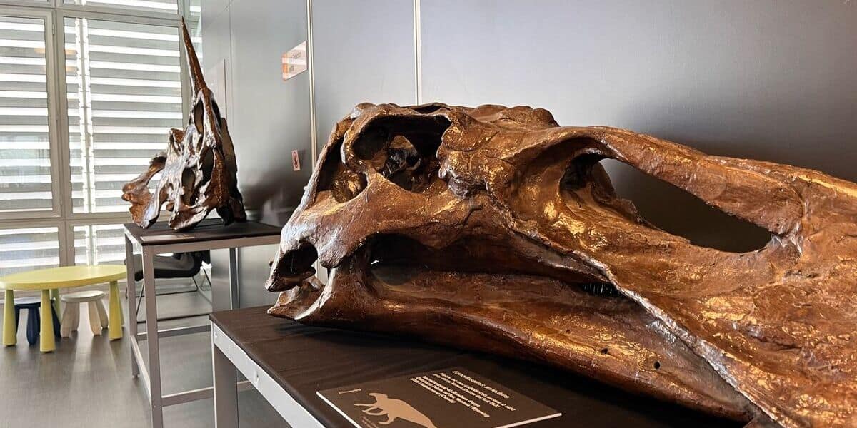 Nova exposició al Museu de l'Institut Català de Paleontologia. Foto: Jordi M.