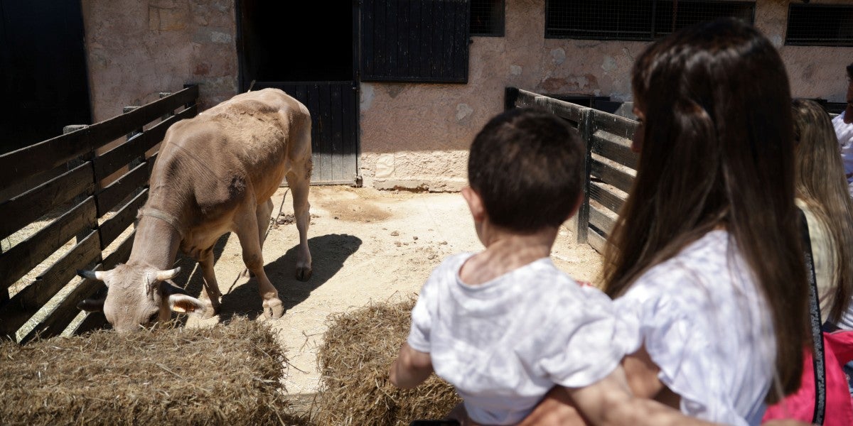 Festa de la Primavera 2025. Autor: David Jiménez.