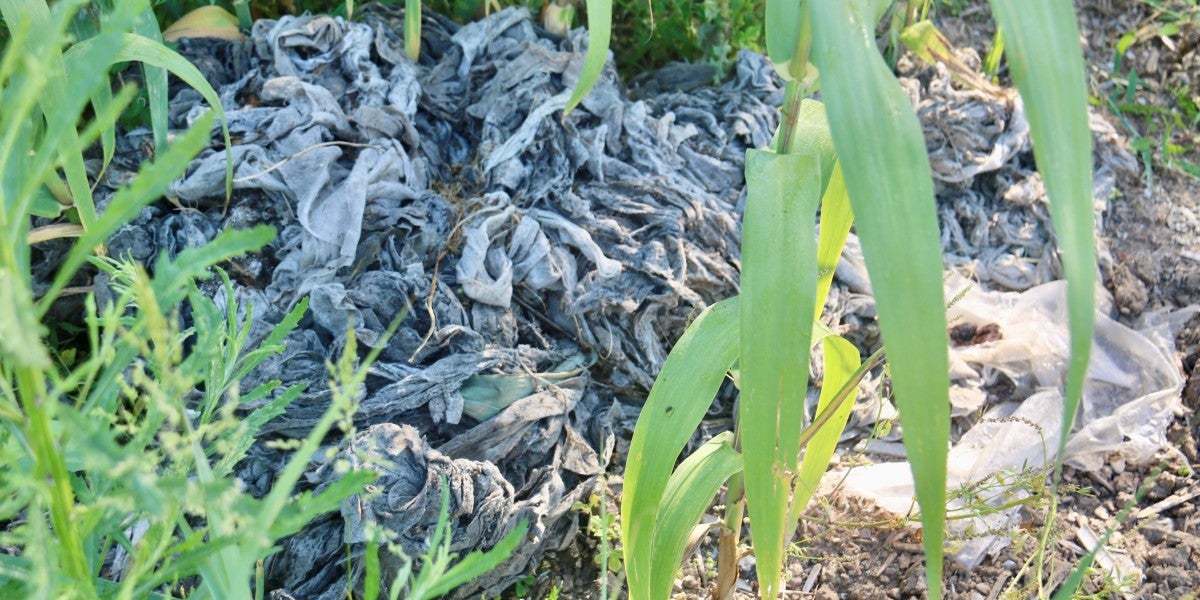 Tovalloletes humides al riu Ripoll. Autor: ACN.