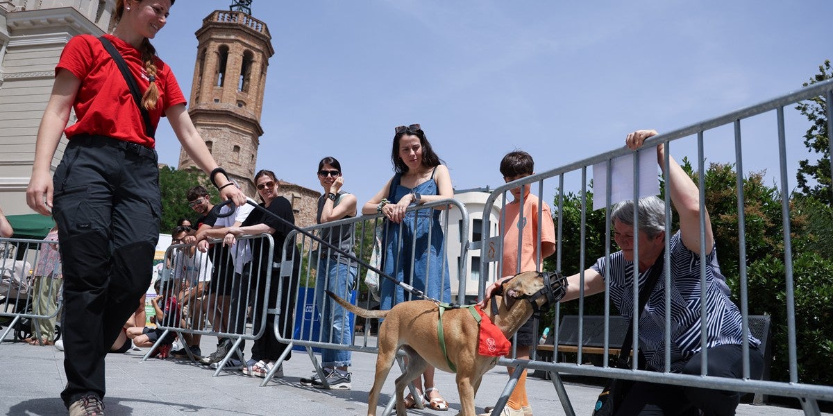 Desfilada de gossos en la segona festa de GPPs (Gossos Potencialment Perillosos), el 14 de juny. Autor: D.Jiménez.