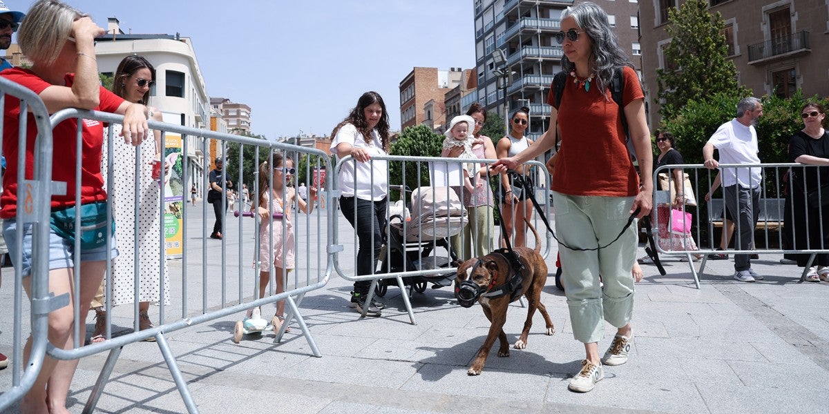 Desfilada de gossos en la segona festa de GPPs (Gossos Potencialment Perillosos), el 14 de juny. Autor: D.Jiménez.