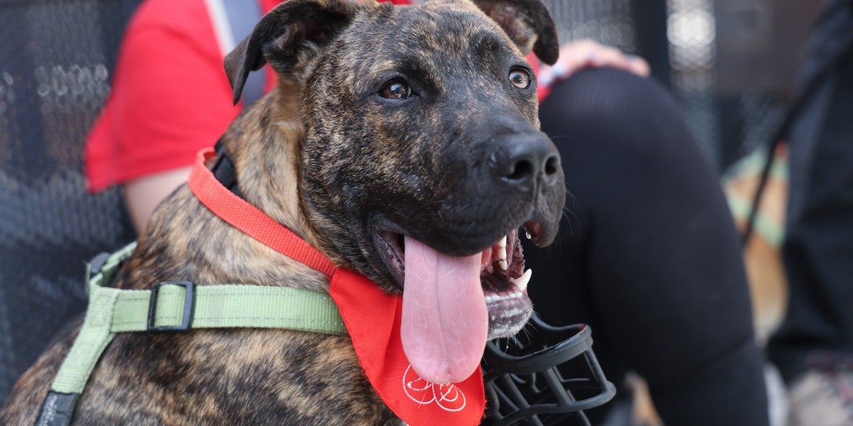 Desfilada de gossos en la segona festa de GPPs (Gossos Potencialment Perillosos), el 14 de juny. Autor: D.Jiménez.