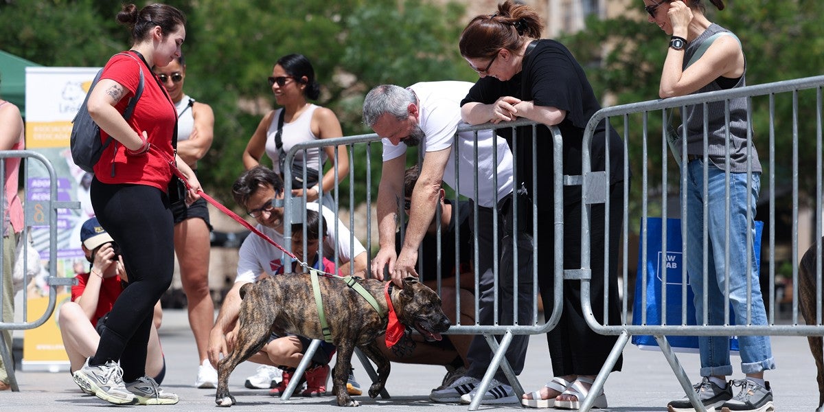 Desfilada de gossos en la segona festa de GPPs (Gossos Potencialment Perillosos), el 14 de juny. Autor: D.Jiménez.