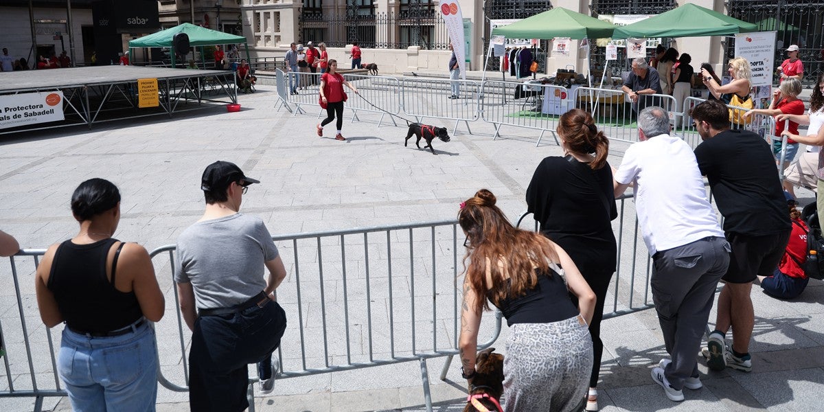 Desfilada de gossos en la segona festa de GPPs (Gossos Potencialment Perillosos), el 14 de juny. Autor: D.Jiménez.