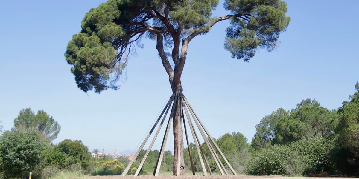 El Pi d'en Xandri, de Sant Cugat. Autor: ACN.