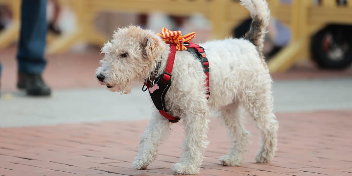 Imatges de l'acte institucional de la Diada 2025 a Sabadell. Fotos: D.Jiménez.