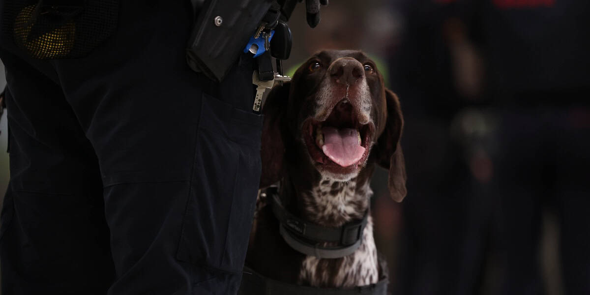 Un gos policia de la Policia Municipal. Autor: D.Jiménez.