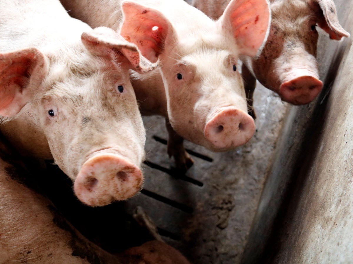 Imatge d'arxiu d'una granja de porcs. Autor: ACN. 