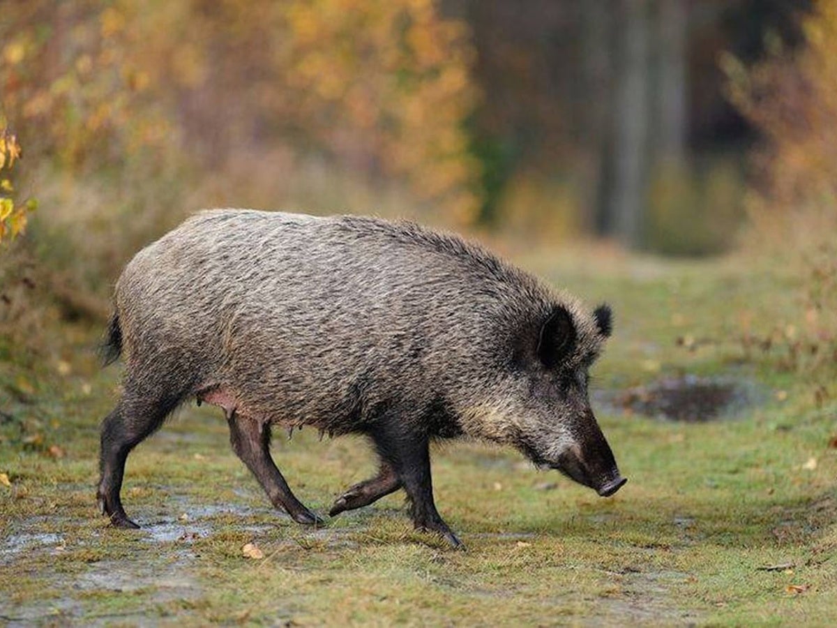 Un porc senglar, en una imatge cedida. 