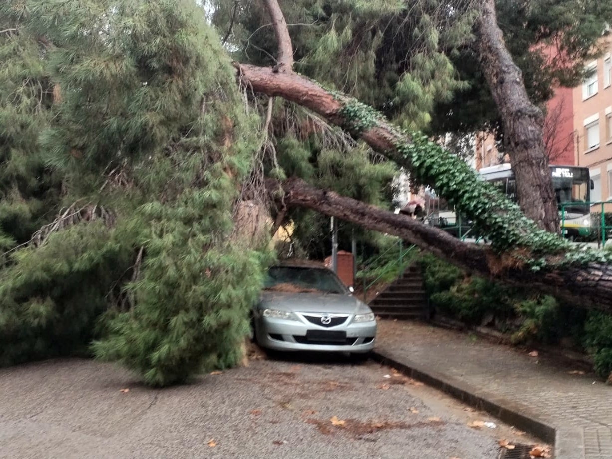 L'arbre caigut al carrer de Juli Garreta, entre Cifuentes i Can Rull. Autor: cedida. 