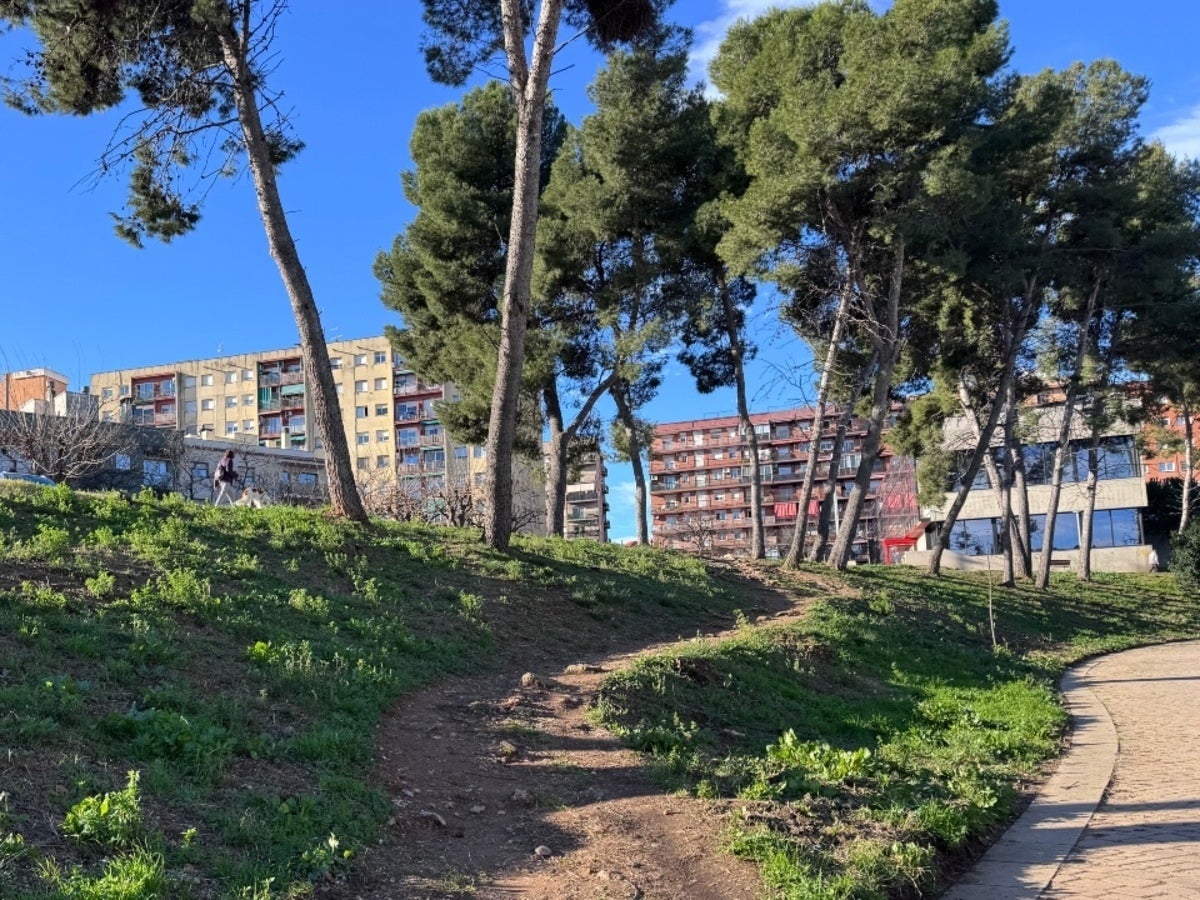 Arbres de l'avinguda de Pablo Iglesias. Autor: cedida.