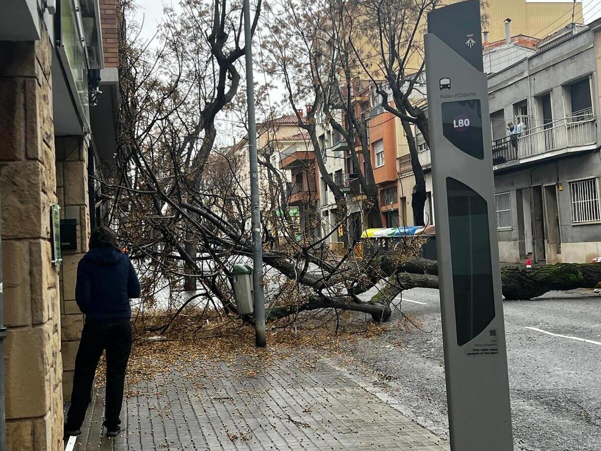 Arbre caigut al carrer Brutau. Autor: cedida.