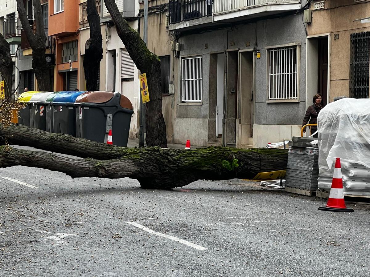 Arbre caigut al carrer Brutau. Autor: cedida.