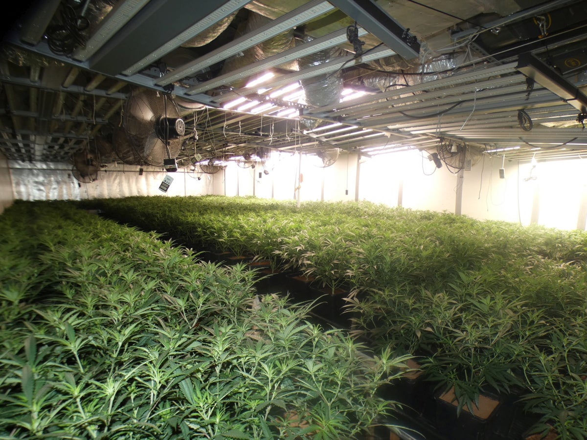 Plantació de marihuana a Barberà. Autor: ACN.