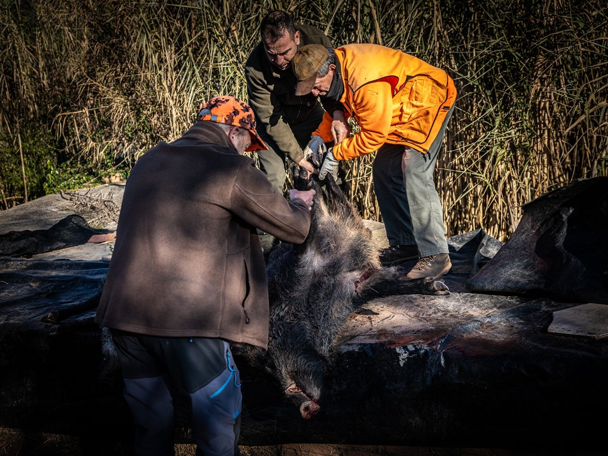 Caçadors traslladant un porc senglar abatut, fa uns dies. Autor: ACN. 