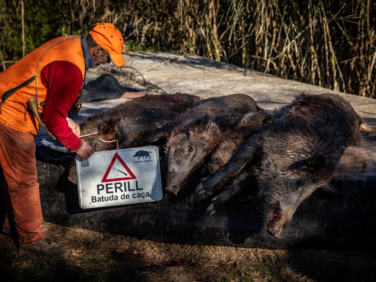 Un caçador amb la senyalització de la batuda de caça. Autor: ACN. 