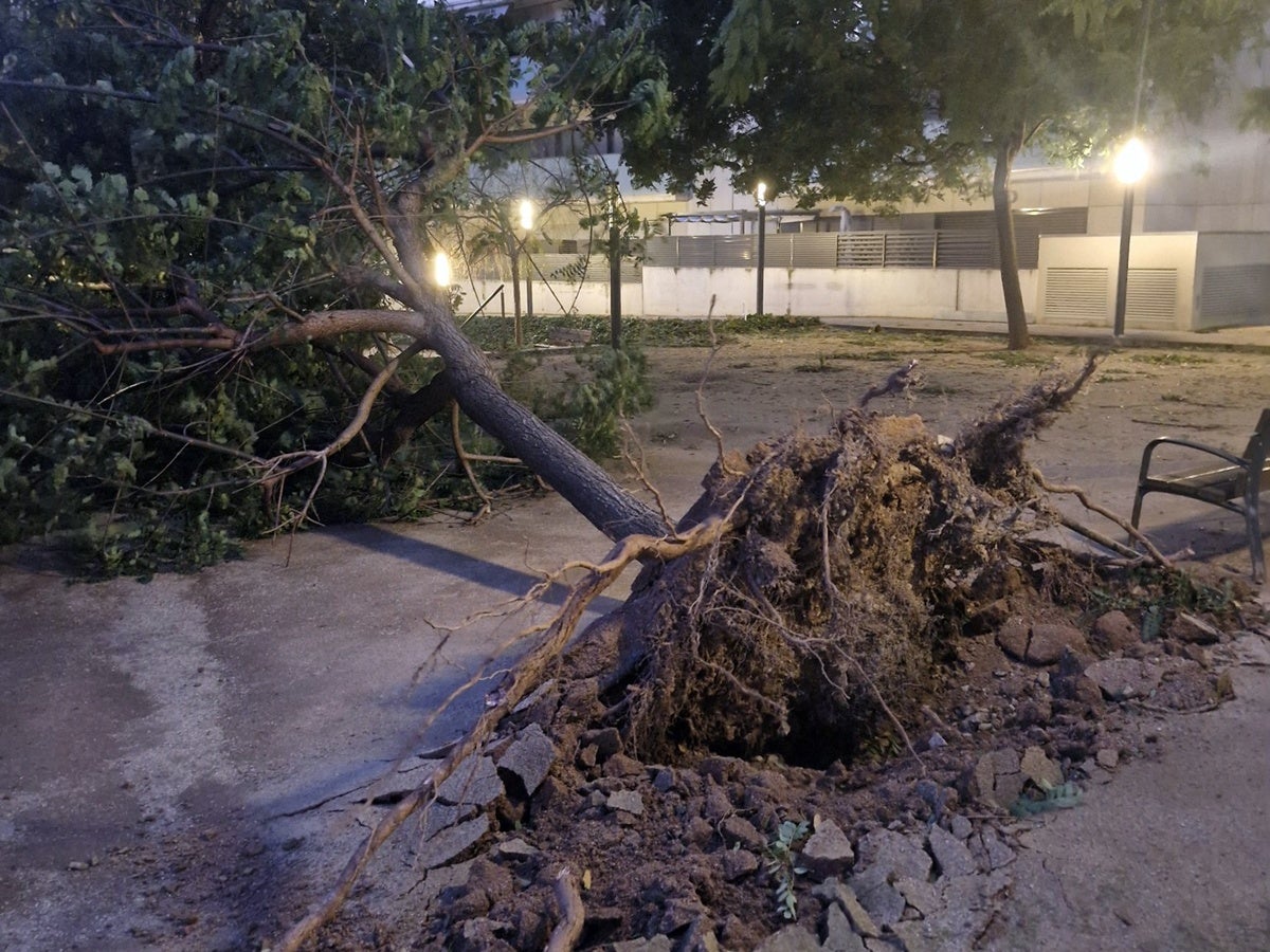 Un arbre caigut a Can Llong. Autor: @AlbertoRP21 via X /cedida. 