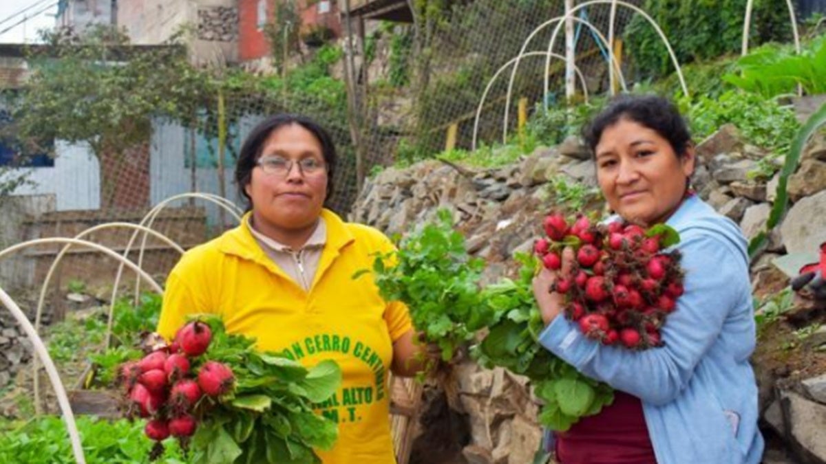 Persones recollint collites al Perú. Cedida