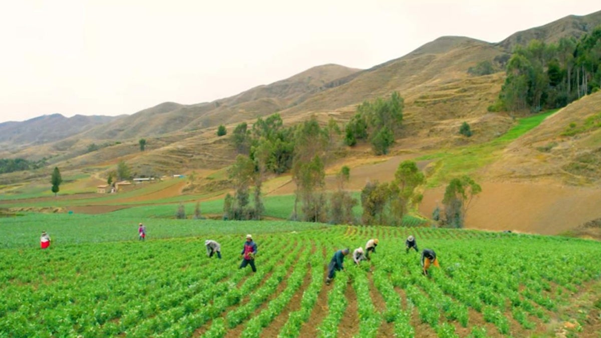 Grans horts al Perú. Cedida
