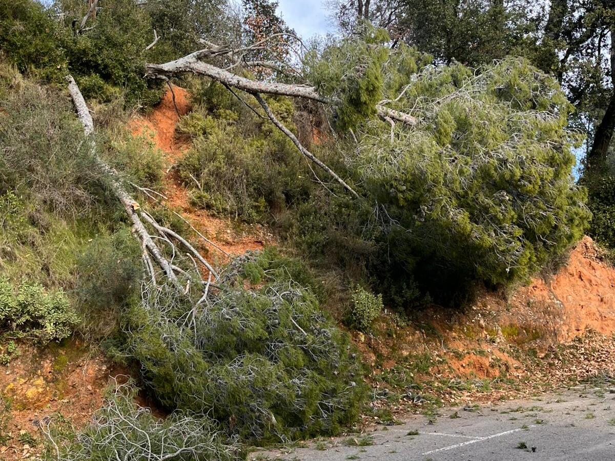Pi caigut a l'accés a la Masia de Can Deu. Autor: cedida.