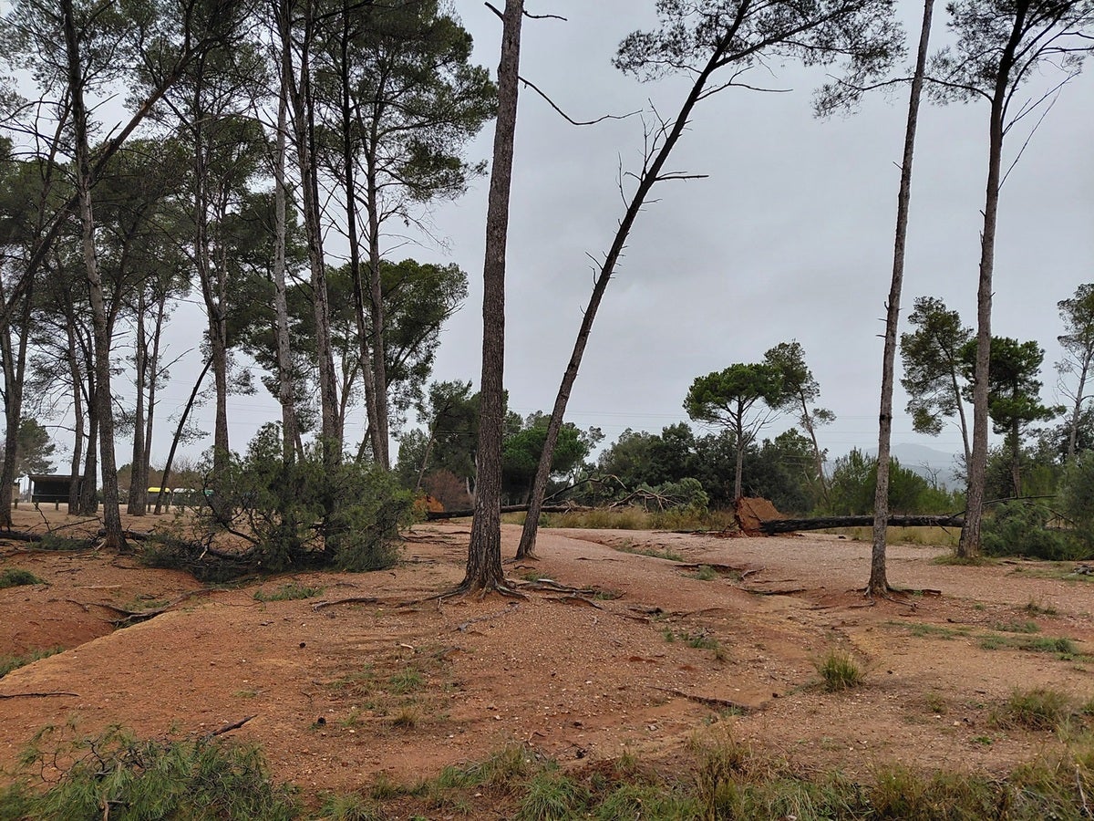 Pins caiguts a Sant Julià. Autor: cedida.