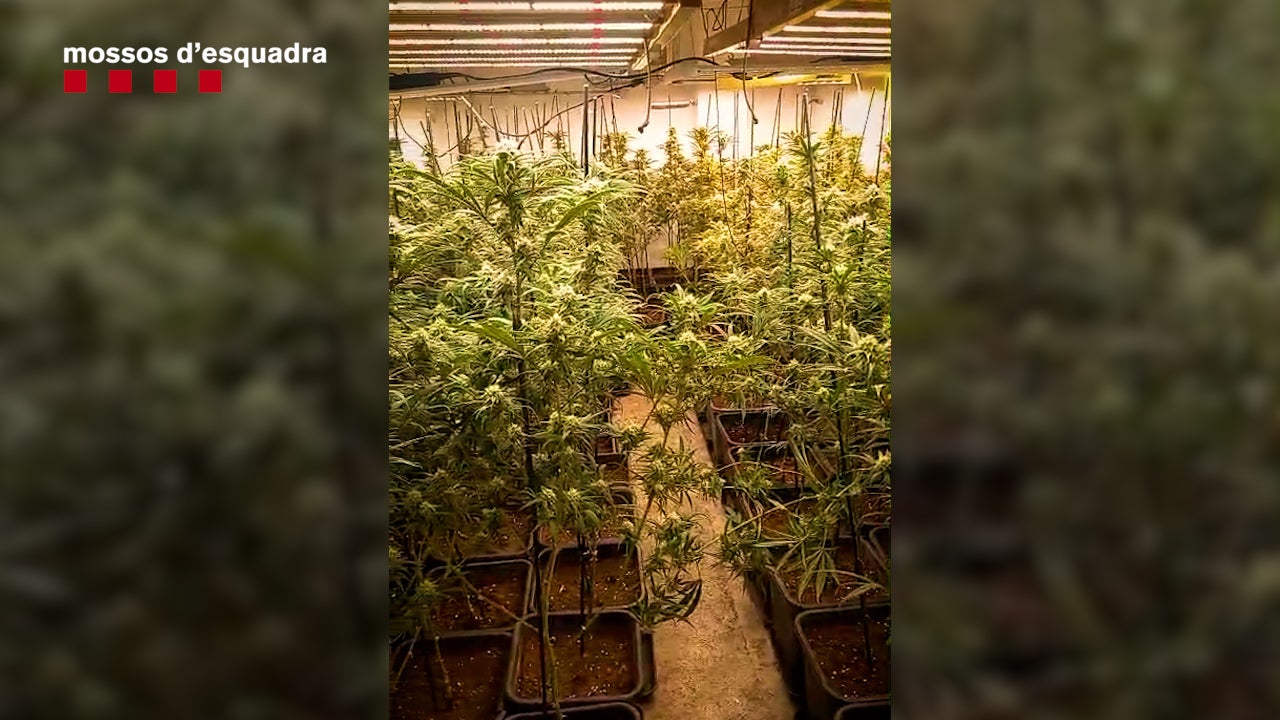 Plantació de marihuana a Barberà del Vallès. Autor: cedida.