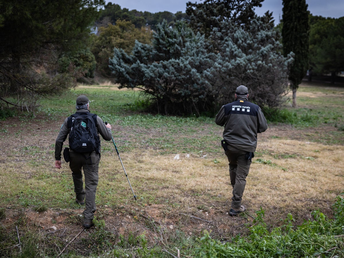 Agents Rurals pentinen la zona de risc de la pesta porcina, en una imatge d'arxiu. Autor: ACN.